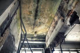 Best Basement Mold Removal in USA